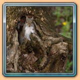 basfanimals38
